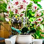 Valhalla Boutique Отель